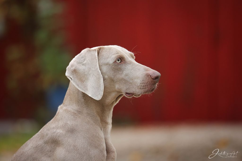 Skada De gray ghost' de la chevalerie