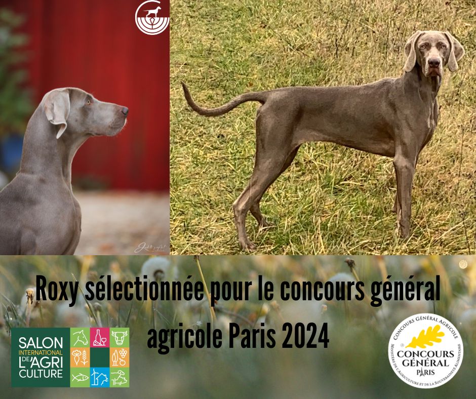 des Gris de la Bellesebonne - Roxy sélectionnée pour le concours général agricole Paris 2024