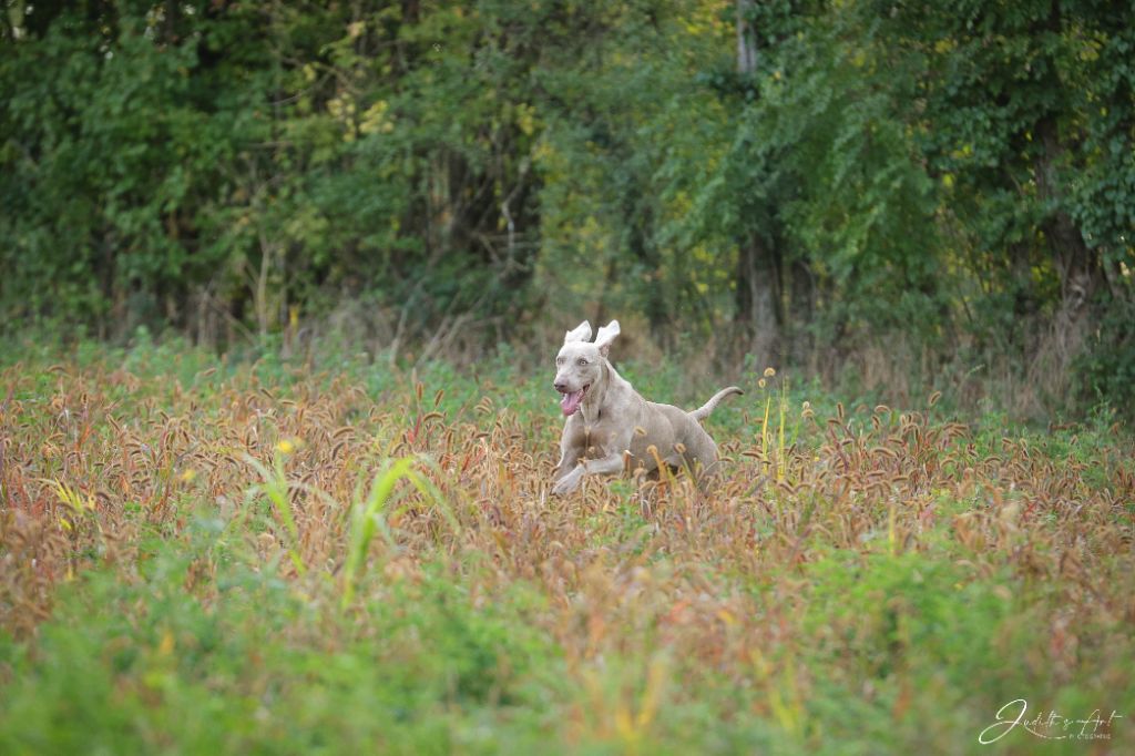 Skada De gray ghost' de la chevalerie