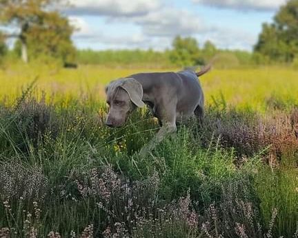 CH. TR. Roxy De gray ghost' de la chevalerie