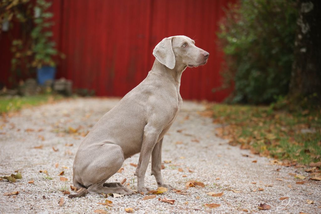 Skada De gray ghost' de la chevalerie