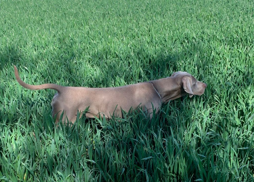 CH. TR. Roxy De gray ghost' de la chevalerie