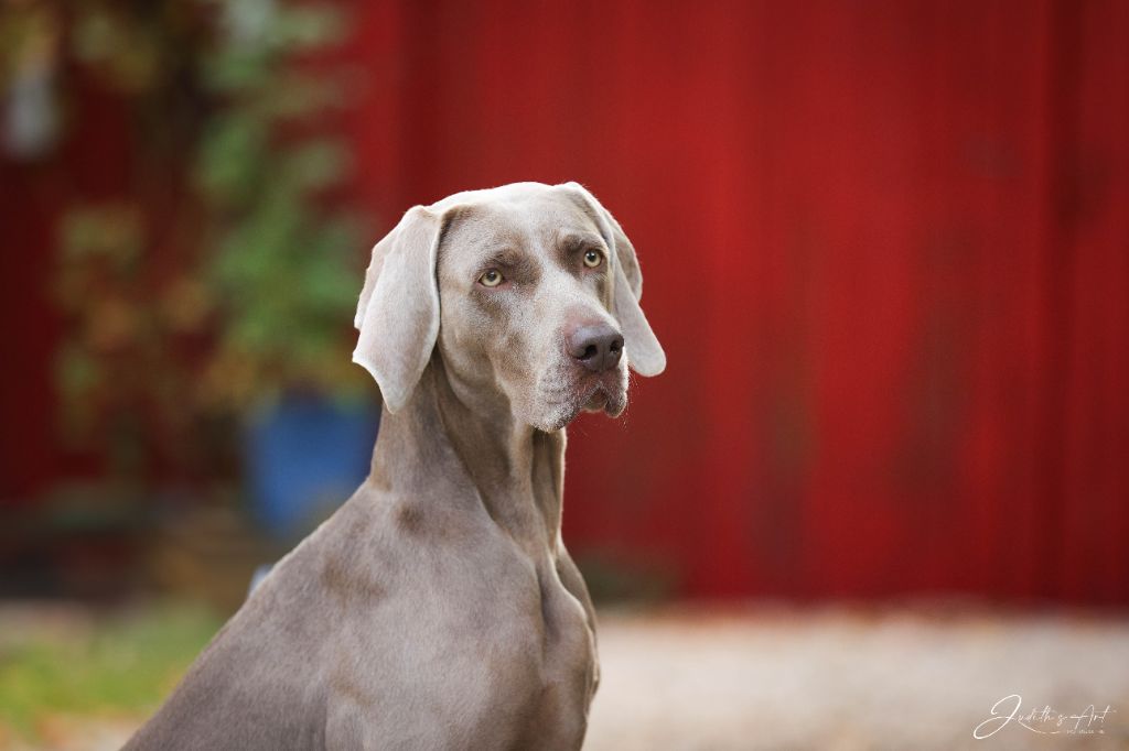 CH. TR. Roxy De gray ghost' de la chevalerie