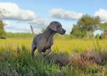 CH. TR. Roxy De gray ghost' de la chevalerie