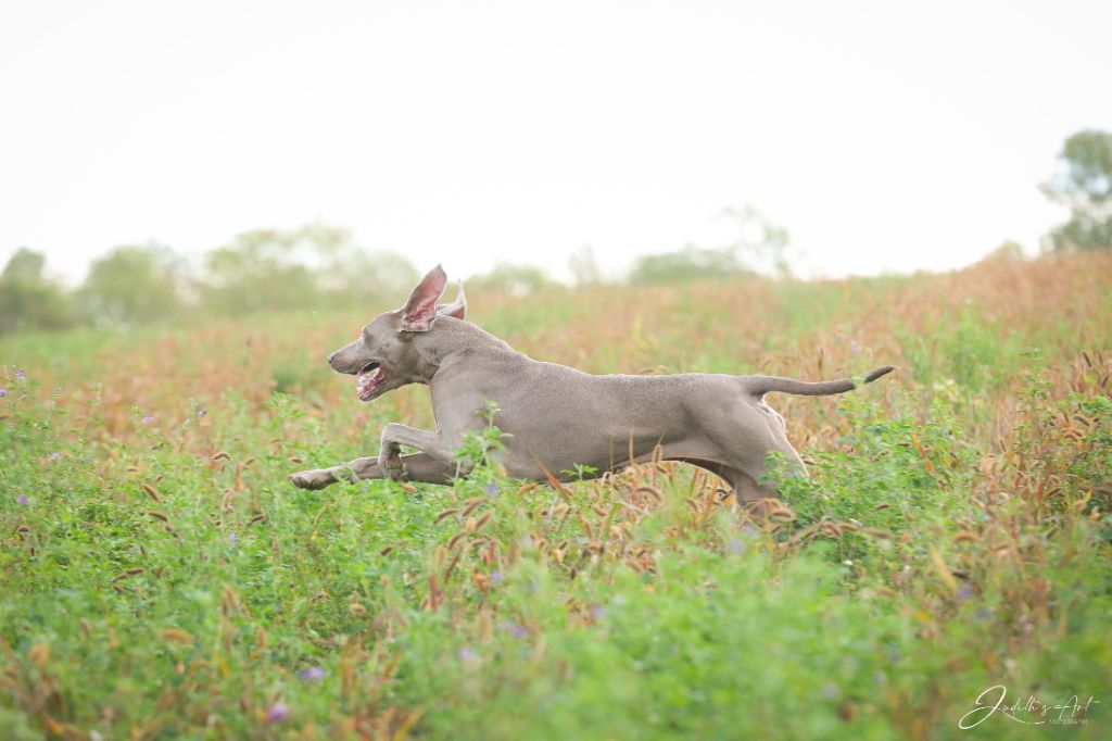 CH. TR. Roxy De gray ghost' de la chevalerie