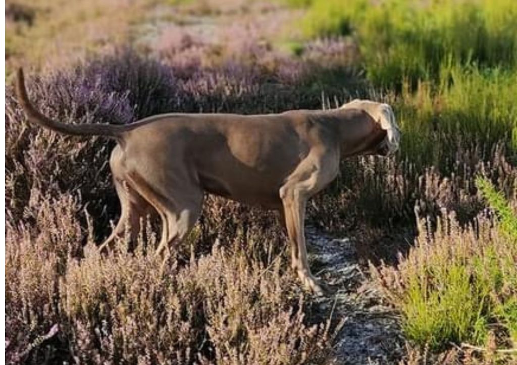 CH. TR. Roxy De gray ghost' de la chevalerie