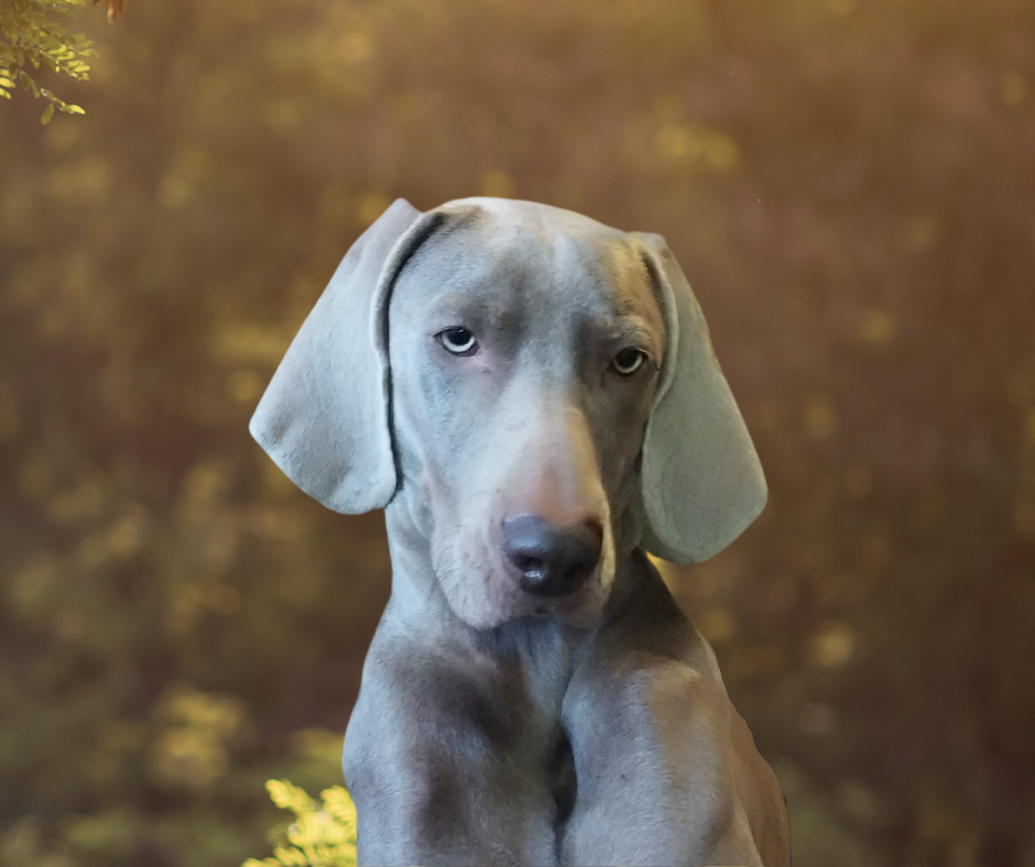 Valencia des Gris de la Bellesebonne