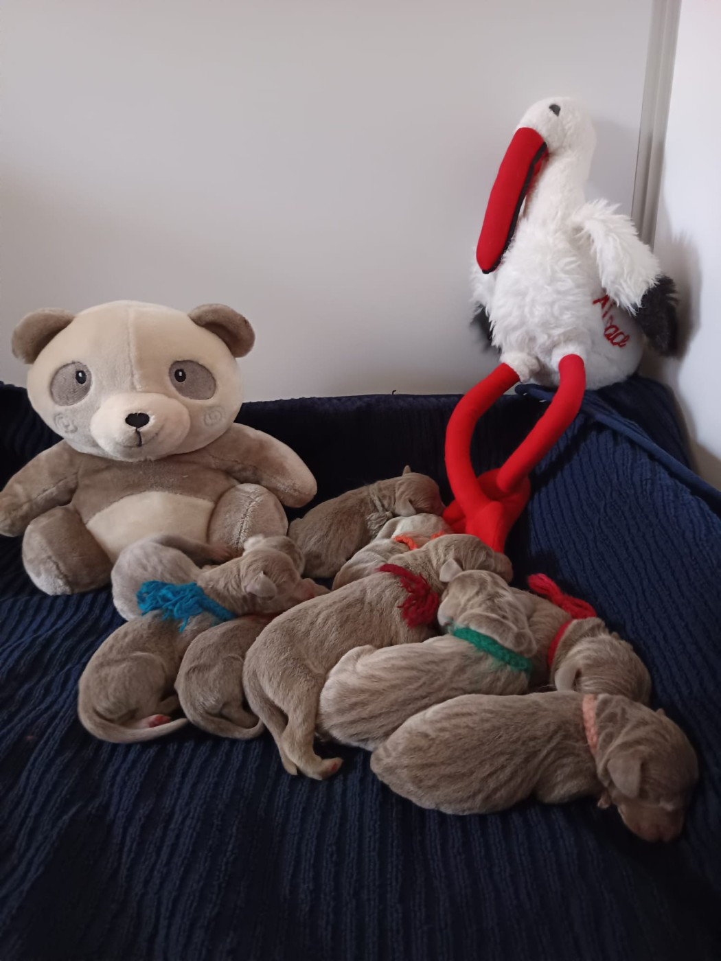 Les cigognes sont passées.....