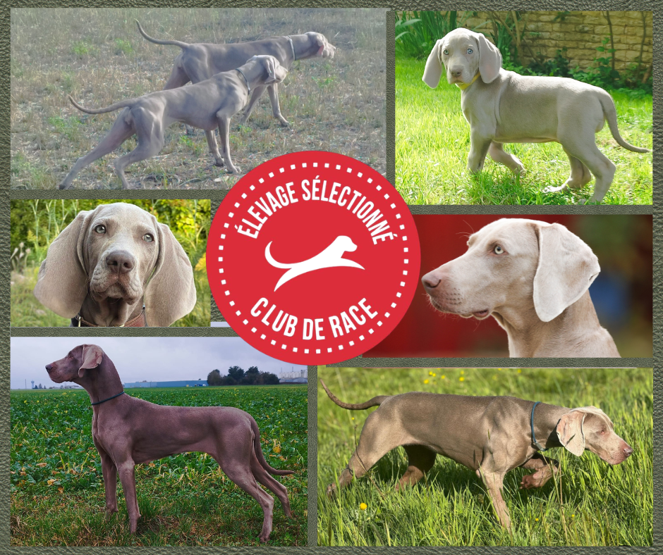 des Gris de la Bellesebonne - LES GRIS DE LA BELLESEBONNE LABELLISE ELEVAGE SELECTIONNE