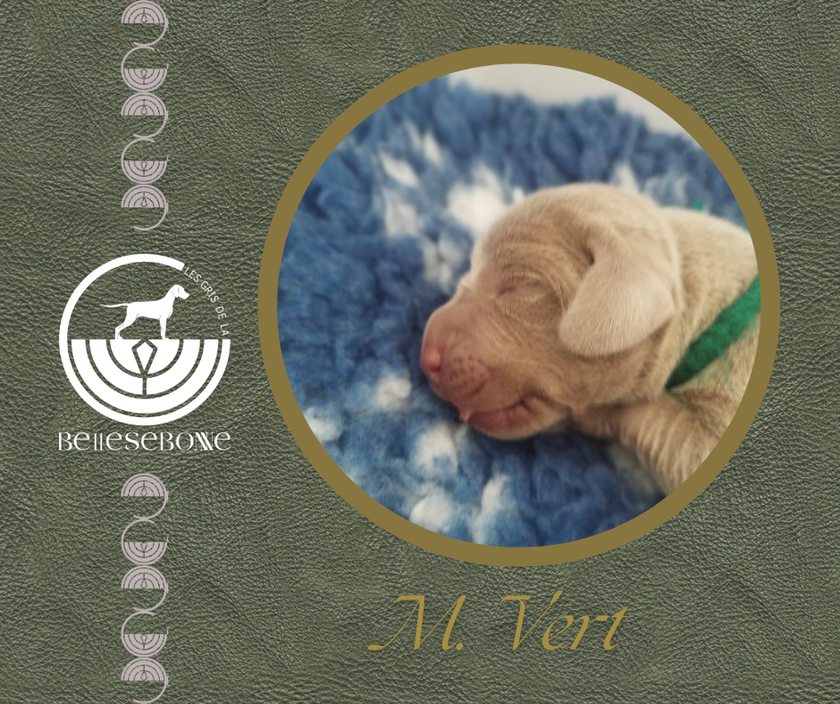 des Gris de la Bellesebonne - Chiots disponibles - Braque de Weimar