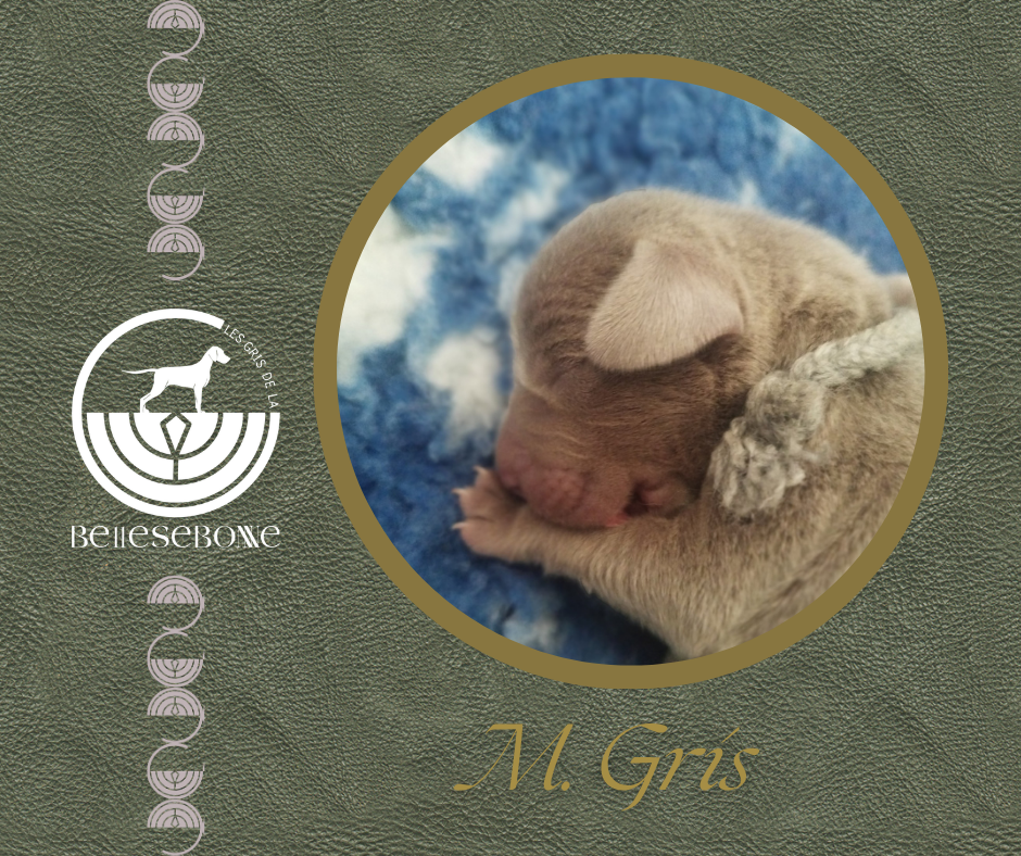 des Gris de la Bellesebonne - Chiots disponibles - Braque de Weimar