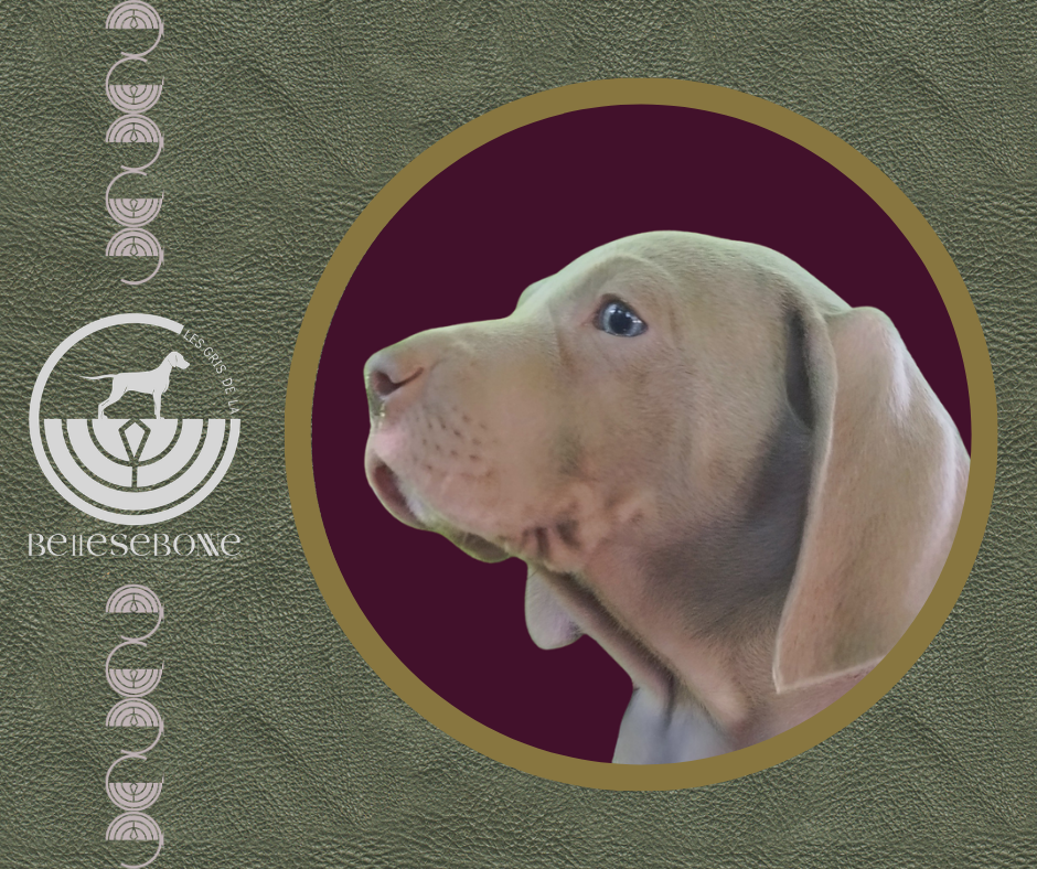 des Gris de la Bellesebonne - Chiots disponibles - Braque de Weimar
