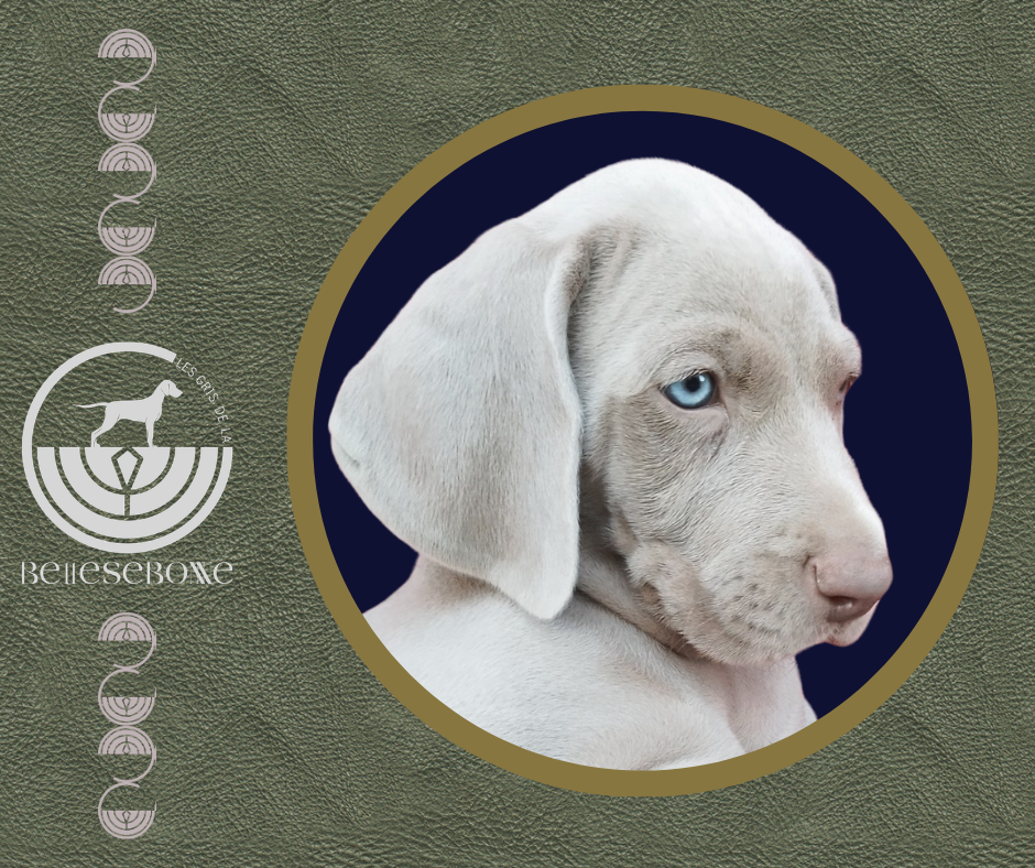 des Gris de la Bellesebonne - Chiots disponibles - Braque de Weimar
