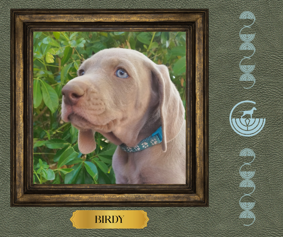 des Gris de la Bellesebonne - Chiots disponibles - Braque de Weimar